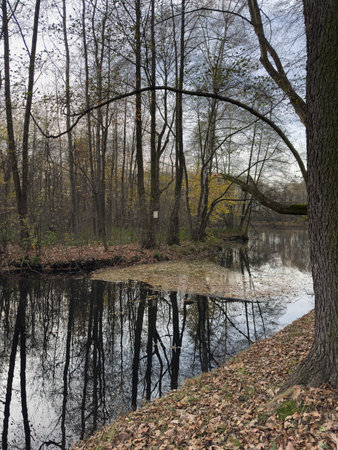 Autumn landscape with a pond and trees on a cloudy dayの写真素材
