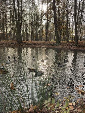 Ducks swimming in the lake in the park. Autumn landscape.の写真素材