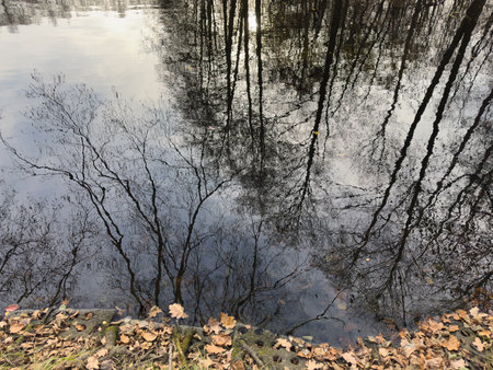 reflection of trees in the water, autumn time, nature seriesの写真素材