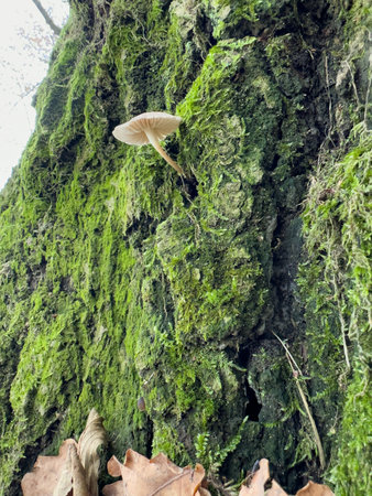 Mushroom growing on a tree trunk covered with green moss.の写真素材