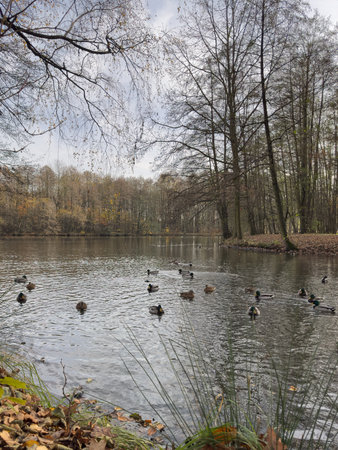 Autumn landscape with a lake, trees and ducks in the parkの写真素材