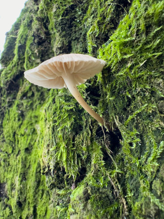 Mushroom growing on a mossy tree trunk in the forestの写真素材