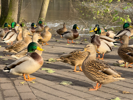 A flock of ducks and drakes on the shore of the lakeの写真素材