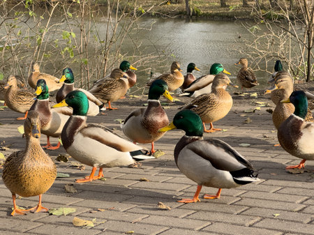 A flock of ducks on the lake bank in the city park.の写真素材