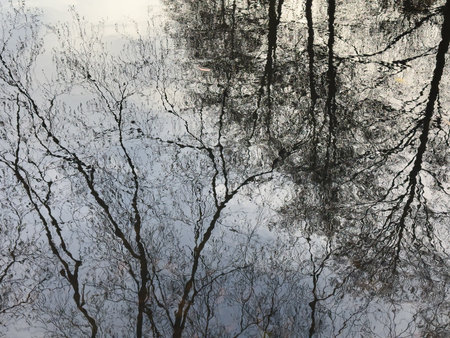 Reflection of trees in the water. Nature background. Toned.の写真素材