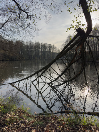 tree reflected in the water of a lake in autumn seasonの写真素材