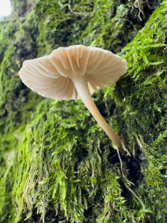 Mushroom growing on a tree stump in the forest, close upの写真素材