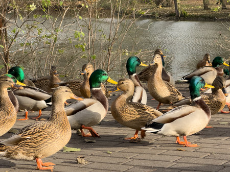 A flock of ducks on the shore of the pond in the parkの写真素材
