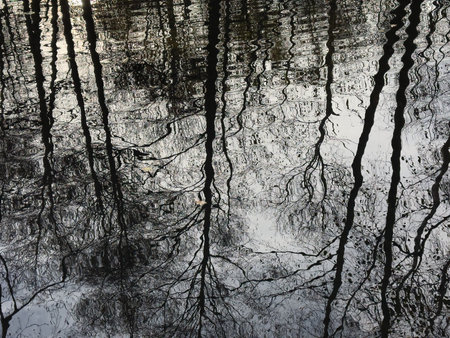 Reflection of trees in the water. Natural background. Texture.の写真素材