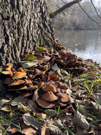 Mushrooms growing on a tree trunk in a park in autumnの写真素材