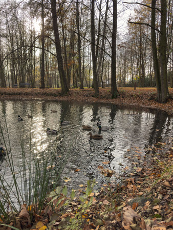 Autumn landscape with a pond and a flock of ducks in the parkの写真素材