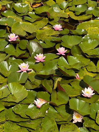Water lily (Nymphaeaceae) in a pond.の写真素材