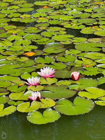 Water lily in the pond with leaves and flowersの写真素材