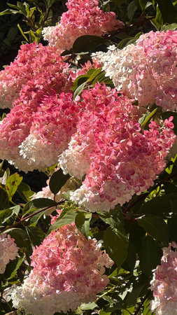 Pink and white hydrangea flowers on a sunny day.の写真素材