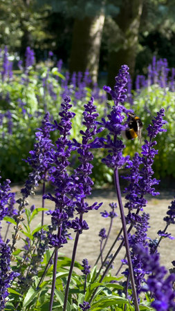 Lavender flowers and bumblebee in the garden in summerの写真素材