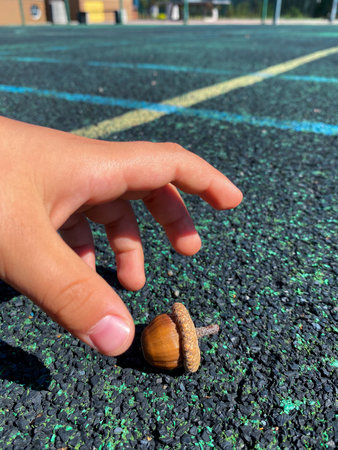 Acorn in hand on a tennis court, closeup of photoの写真素材