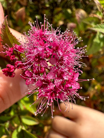 Close up of a pink flower in the hands of a child.の写真素材