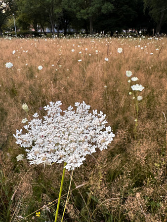 White flowers on a meadow in the evening sun. Summer landscape.の写真素材