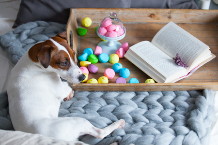 photo of stand with marshmallows, branch of lavender, dog and book on the board on the bedの写真素材