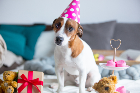 photo of cute jack russel terrier in Birthday hat near stand with marshmallows and toys sitting on the bed in bedroomの写真素材