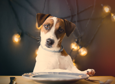 photo of cute jack russel terrier at the table on the wonderful garland backgroundの写真素材