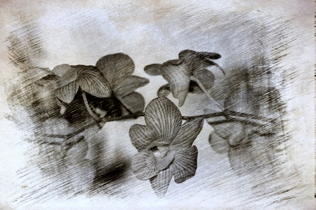 orchid sketchの写真素材