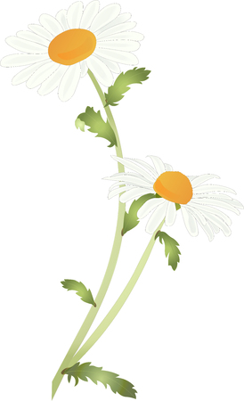 Ox-eye daisy, also known as dog daisy, moon daisy or simply daisy, leucanthemum vulgare, high detail isolated plant with two flowers vector illustration.のイラスト素材