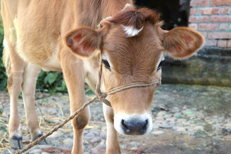 Domastic cow calf eating lookingの写真素材