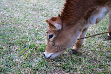 Jersey cow calf eating grass in the groundの写真素材