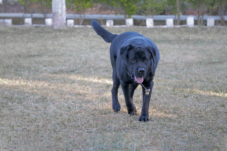 Black Labrador dog walking on ground, green grass in sunny day