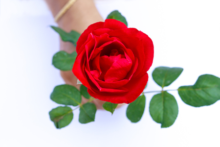 Red rose flower isolated on white background, hold by girl in hand with leafsの写真素材