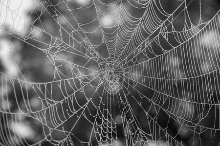 Spider web with fog water drops, taken in earlier morningの写真素材
