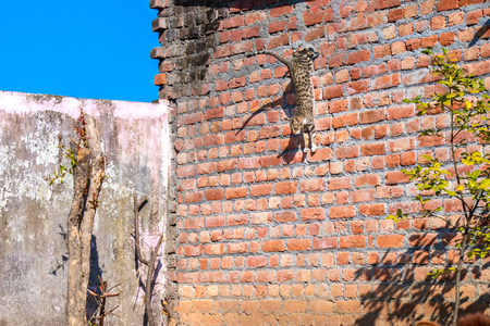 Grey cat in jumping from wallの写真素材