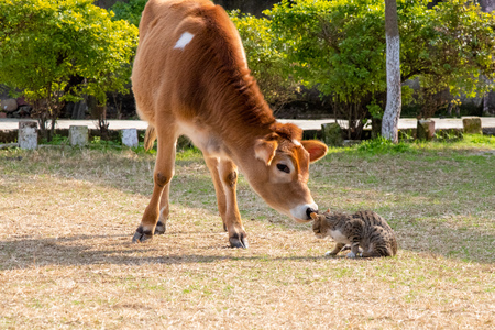 Young Cow and Cat kitten playing in the groundの写真素材