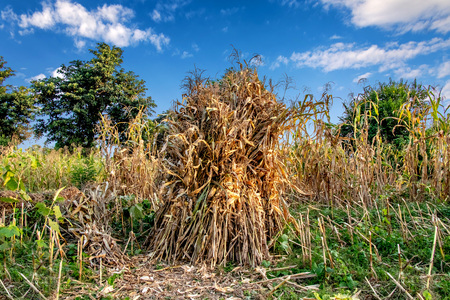 Corn Harvest lying in farmland for dry, blue sky and cloud in backgoundの写真素材