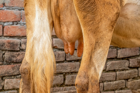 Jersey cow udder close up view, breed cow udder full of milkの写真素材