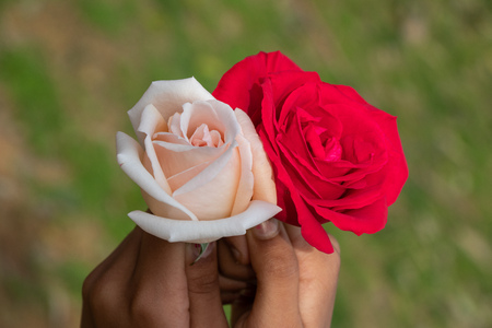 Red and white rose togetter hold by girl in sunny day