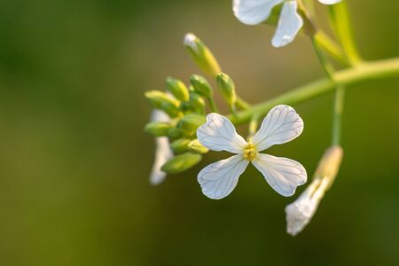 Beautiful white flower on green blur field