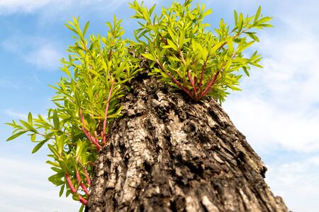 Pruned branch of a tree growing fresh new leaves, tree and plant care, pruned tree budding