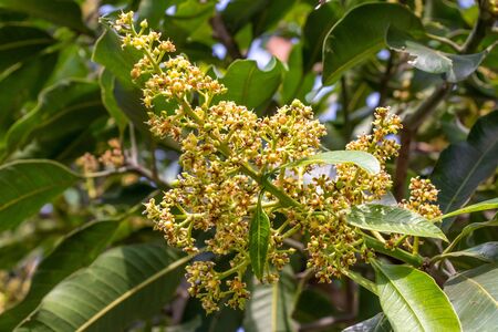 Mango tree flower, plant fruit nature growing flower of mangoesの写真素材