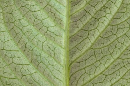 Highly detailed image of green leaf texture, backgroundの写真素材