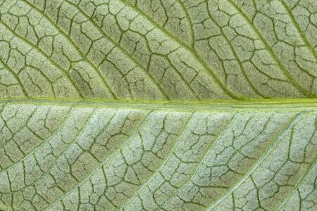 Highly detailed image of green leaf texture, backgroundの写真素材