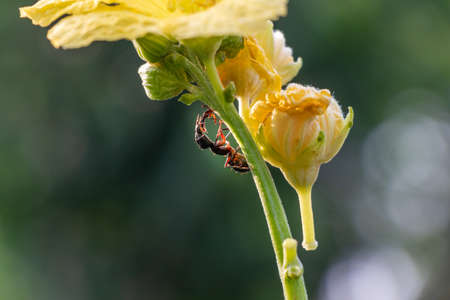 Ant move on plant, over green blur backgroundの写真素材