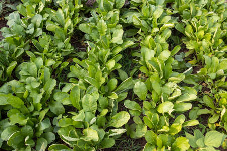 Radish farming in house garden, fresh radish leaf growing in field