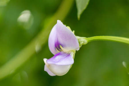 Purple magenta flower over green blur backgroundの写真素材