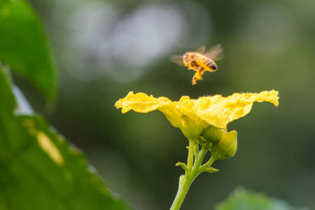 Bee flying on top of yellow flower over blur background