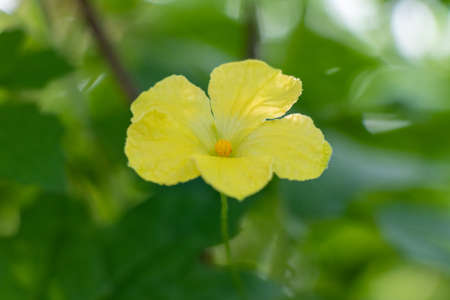 Yellow flower over green blur background, selective fousの写真素材