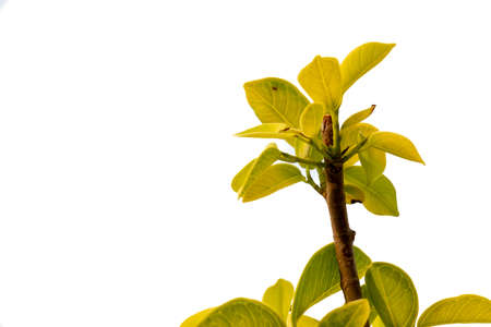 Green leafs plant isolated on white backroundの写真素材