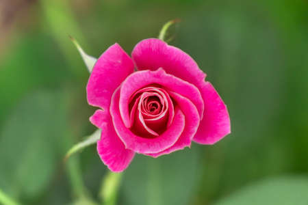 Beautiful pink rose over green burly background, selective focusの写真素材