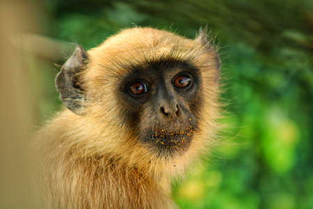Monkey looking at the photographer with the hope of food.の写真素材
